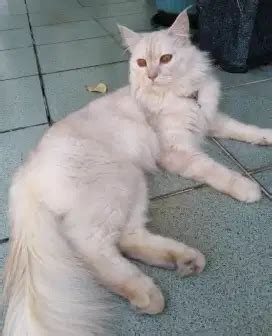 olx kucing
