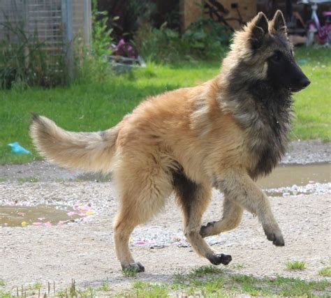 Latest international news, sport and comment from the guardian. Chiot - Elevage Des Gardiens De La Cigogne - eleveur de ...