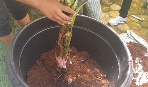 Anak benih dari pangkal pokok pisang diletakkan dalam medium tanah campuran dengan pasir (1: Nak Tanam Pokok Pisang Dalam Pasu, Ikut Cara Ini ...