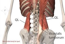 The latter group is the intrinsic muscle group. Integrative Neurosomatic Massage Therapy INT