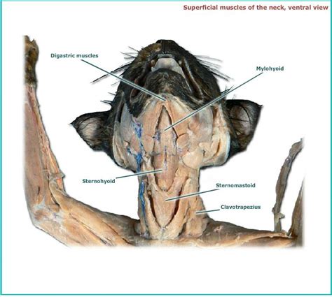 The sternocleidomastoid muscle separates the sections, known as the anterior and posterior triangles. Cat muscles - Human Anatomy And Physiology with Alvarez at ...