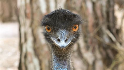 This flightless bird has small wings relative to the size of its body. Emu Wallpapers Images Photos Pictures Backgrounds