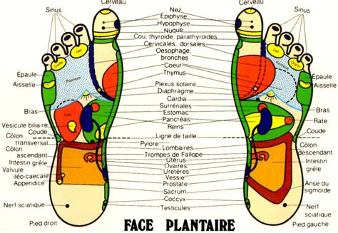 Medical and health in le mans, france. La Réflexologie plantaire - Réflexo Fun