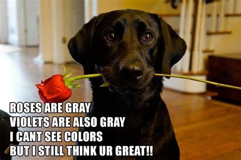 #valentine's day meme #valentines day meme #valentine meme #valentine rp meme #rp meme #pick up line meme #romance meme #love meme #crush meme. Things to do in Greenville with Your Pet in February ...