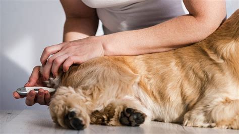 Bei hohen außentemperaturen, starker körperlicher anstrengung, aufregung oder stoffwechselerkrankungen mit erhöhtem grundumsatz kann die temperatur über dem. Fieber beim Hund erkennen und richtig messen