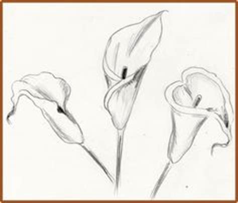 Greeting & note cards drawing flower sketch, callalily, leaf, textile, plant stem png. Calla lilies, Lilies and Sketches on Pinterest