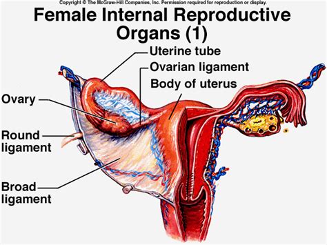 5 photos of the female internal anatomy system. Female Reproductive System