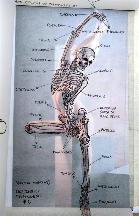 Check out our anatomy overlays selection for the very best in unique or custom, handmade pieces from our art & collectibles shops. Pin by Robert Neacsu on art-body | Anatomy drawing, Human anatomy drawing, Skeleton drawings