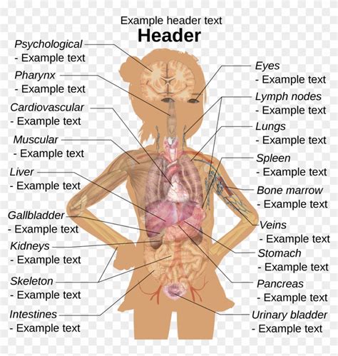 Before reading the body parts list, take a look at different human body systems so that it will be easier to understand how the body functions as a reproductive system: Diagram Of Female Body Parts / Body Parts Diagram Quizlet : Imagine that you are in an english ...