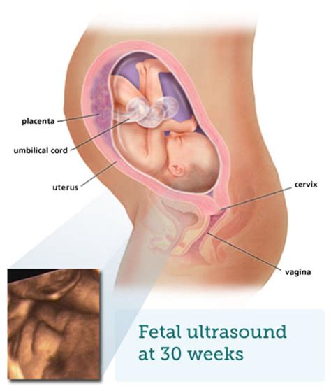 It's best not to bathe your baby straight after a feed or when they're hungry or tired. Fetal ultrasound - 7 months - BabyCentre UK