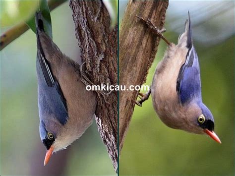 1 perbedaan blackthroat jantan dan betina akurat. Cara merawat burung rambatan agar menjadi masteran joss ...