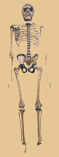 This specimen is the most complete early human skeleton ever found. Turkana Boy | Fossil Fragments : Exhibits : Yale Peabody ...