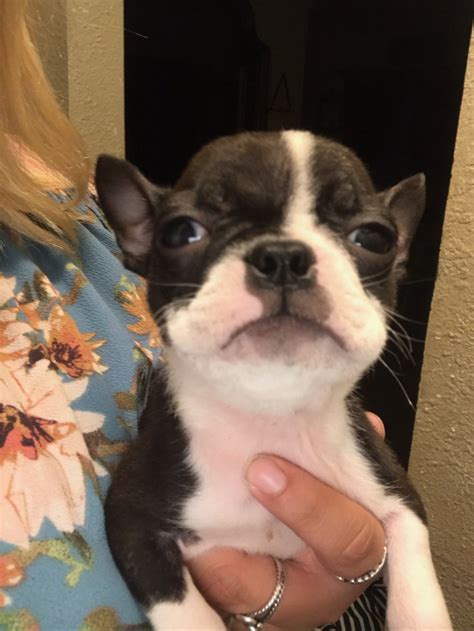 Annie is a perfect boston terrier puppy ready to give you lots of puppy kisses! Boston Terrier Puppies For Sale | San Antonio, TX #310204