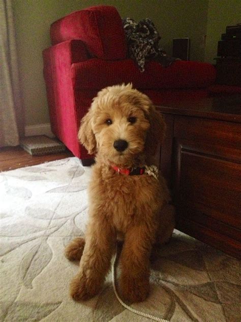 Goldendoodle Teddy Bear Cut Standard Poodle Teddy Bear Clip Google Search Poodle