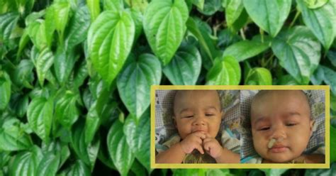 11 cara menghilangkan dahak pada bayi baru lahir. Khasiat Daun Sireh Bantu Rawat Batuk Dan Hidung Tersumbat Bayi