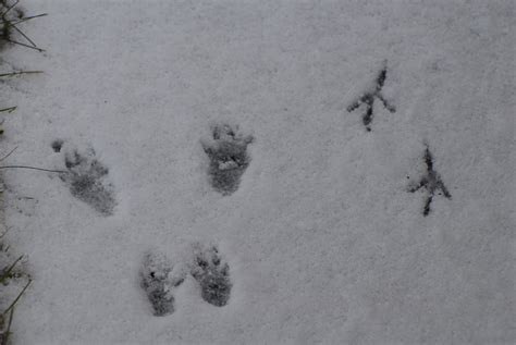 Dann führen zwei spuren im schnee zueinander, die im treffpunkt einen stark ausgetretenen kreis bilden, der für den rest des winters das schrittmuster des hochzeitstanzes bewahrt. NatureLife-International