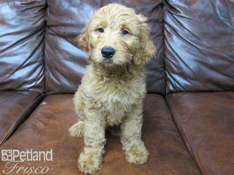 We breed goldendoodle puppies in virginia and washington dc. Goldendoodle-DOG-Female-Black & White-2647398-Petland ...
