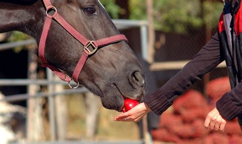 Apple season is almost in full swing. Can Horses Eat Apples? Healthy Treats For Horses (Nov. 2020)