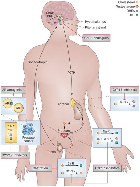 These receptors have the greatest affinity for dht followed by testosterone, estrogen and progesterone. Androgen Production and Hair Loss - Know More Androgens