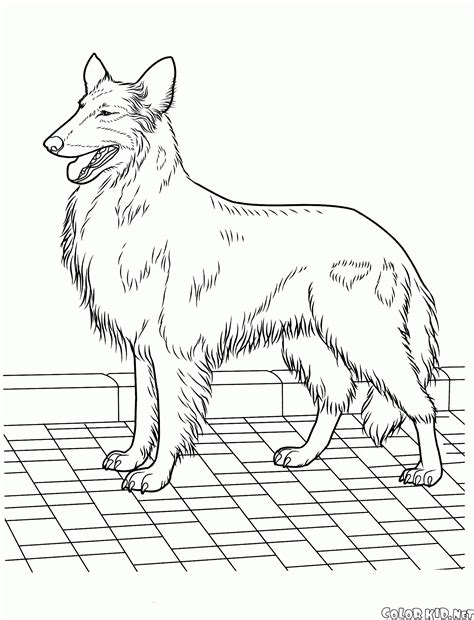 Hol találja bringapontjainkat, ahol keréknyomást mérhet, bringát szerelhet? Malvorlagen - Hunde