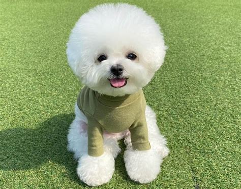 Bichon Frise: Meet one of the cutest dogs in the world! - K9 Web