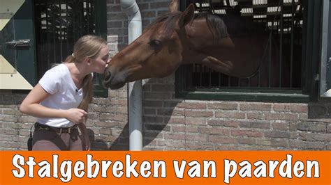 Pptv.com is tracked by us since april, 2011. Zijn er stalgebreken bij de PPTV paarden? | PaardenpraatTV ...