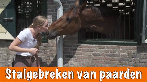 However, the actual operations were mainly carried out by shanghai synacast med. Zijn er stalgebreken bij de PPTV paarden? | PaardenpraatTV ...