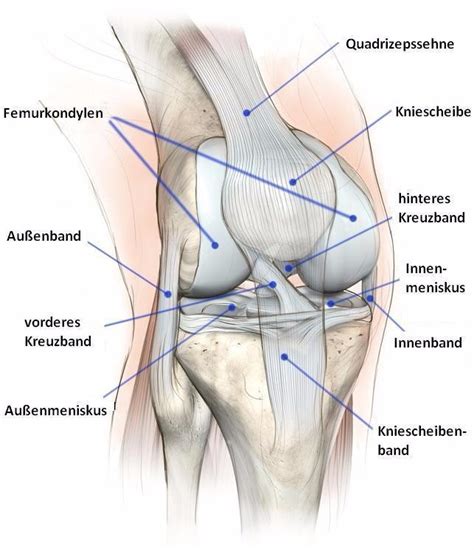 Zu den häufigsten ursachen von schmerzen im bereich der kniescheibe gehört die sogenannte „instabile kniescheibe die durch seitliches herausrutschen (lat. Anatomie und Funktion des Kniegelenkes - returntomove