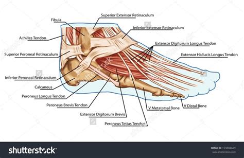 Collagen is structural protein which forms tough, durable fibers that are then used to connect up all the different muscle groups and structures of the body. Anatomy Of Leg And Foot Anatomy Of Leg And Foot Human Anatomy Diagram | Ligaments and tendons ...