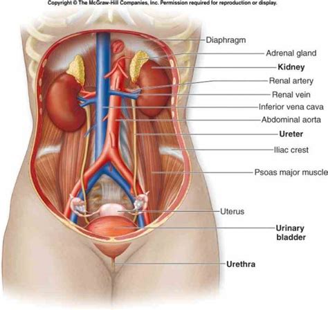 Women have a lot of body parts to find sexy, but i narrowed it down to the 12 that make us weakest in the knees. Abdominal Parts Of Human Body | MedicineBTG.com