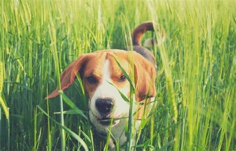 We did not find results for: The best high-performance dog food for hunting dogs in ...