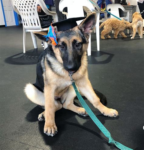 For some, it refers to techniques that are coercive or intended to create pain. Training Services - High Expectations Dog Training