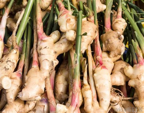 If you ever wanted to learn how to use ginger therapeutically you're in luck. What are the Different Ways to Use Ground Ginger?