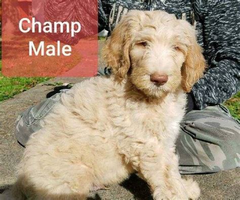 Safe haven puppy rescue's adoption process. Labradoodle Puppies Ohio Area - Bmoshow Blog