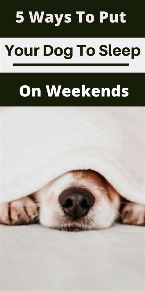 The first stage consists of the introduction of anesthetic through the dog's veins, which is meant to deactivate its mind and its reflexes. 5 Ways to Put Your Dog to Sleep on Weekends in 2020 ...
