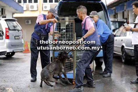 Jenjang kepangkatan pns atau tanda pangkat, golongan berdasarkan pendidikan, dan ruang. Operasi tangkap anjing liar gigit penduduk | Utusan Borneo ...