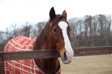 Mar 25, 1996 · 競走馬メイショウドトウの名鑑ページです。馬主や調教師、血統情報などの基本データから、条件別・競馬場別・距離別のレース戦績や次走情報など、スポーツナビ競馬では中央競馬の情報が満載！ ドトウ＆シャトルだより（メイショウドトウ・タイキシャトル ...