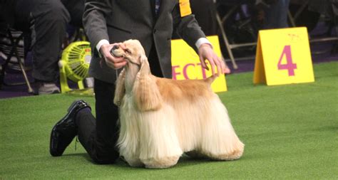 Westminster Dog Show 2019 Guide With Photos Of Cute Dogs