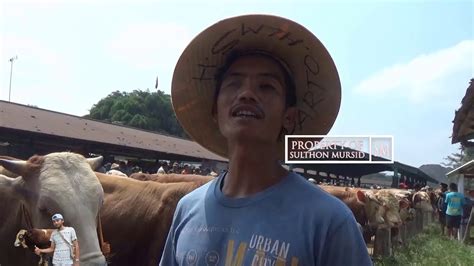 Kini, seekor sapi perah bisa memproduksi 17 liter susu per hari, meningkat dari sebelumnya yang cuma 13 liter. Foto Sapi Lucu Kocak - Gambar Ngetrend dan VIRAL