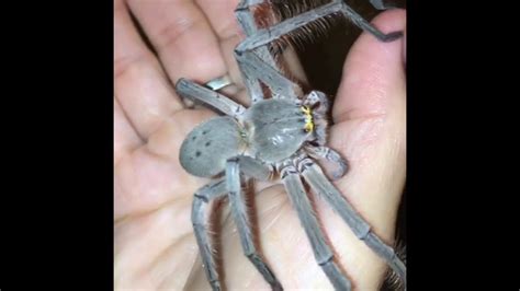 Their venom is not considered deadly. Fearless Australian Woman Loves Her Pet Huntsman Spider ...