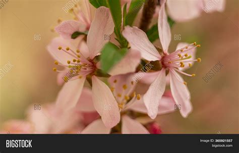 Check spelling or type a new query. Flowering Bush Nut Image & Photo (Free Trial) | Bigstock