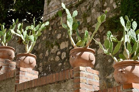 This is one plant that can grow in the hottest part of your garden, so do not hesitate to plant it in a hot spot. Prickly pear cactus in terracotta pots in Sicily