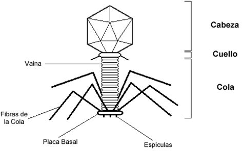 Virus batterici o batteriofagi virus a simmetria complessa. La cucala educativa: La nanomáquina T4