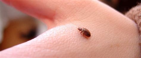 Ardından muddy waters mississippi delta blues çalınca duramadım, 'hep mi blues dinlersiniz' dedim, 'azer de var usb'de. Alo Hotel By Ayres Orange Bed Bugs - Hotel In Ontario ...