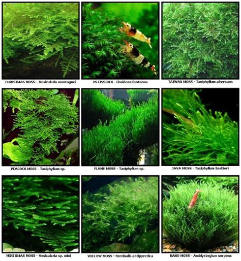 Artikel ini akan mengajarkan cara yang lengkap untuk tanam serai dengan mudah dan betul. Cara Menanam dan Menumbuhkan Moss | pj7aquarium