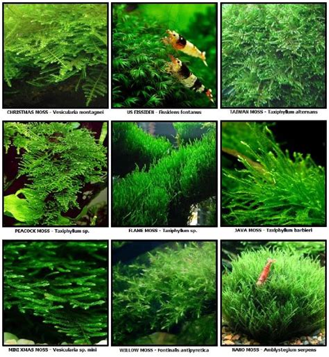 Tanaman java fern sangat menarik bagi penggemar aquascape. Cara Menanam dan Menumbuhkan Moss | pj7aquarium