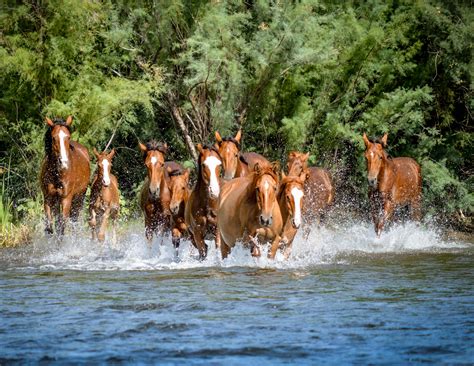 Town of cave creek 37622 n. Wild & Free - Images Arizona magazine