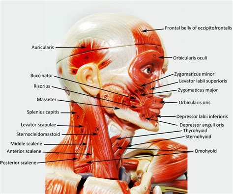 Skeletal muscle anatomy review 12 photos of the skeletal muscle anatomy review anatomy & physiology review of skeletal muscle tissue, anatomy review skeletal muscle tissue answers, interactive physiology anatomy review skeletal muscle quiz answers, muscular system anatomy review skeletal muscle tissue worksheet answers. Pin by Lily Sue on Anatomy and physiology | Anatomy models ...