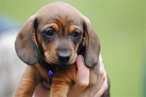 They are hypoallergenic and make wonderful indoor dogs. 49 HQ Pictures Dachshund Puppies For Sale In Tn / Daisy S ...