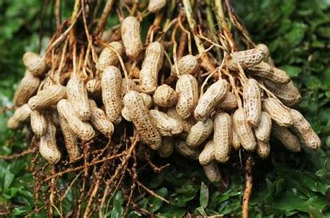 The beans are boiled till soft, and sugar and coconut milk are added. Cara Budidaya Kacang Tanah Yang Baik Dan Benar ...